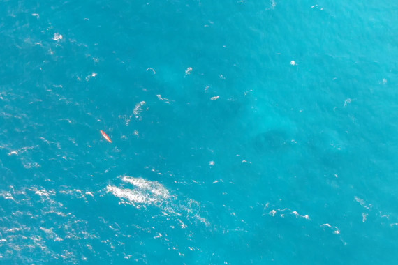 weitere Bilder vom Freiwasserschwimmen