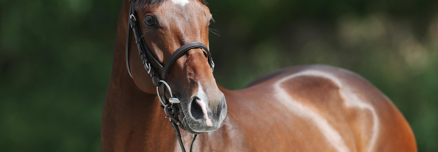 Fantastic Moon ist der Galopper des Jahres